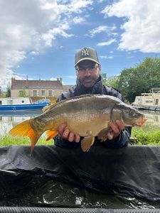 Mirror Carp