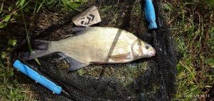 Common Bream