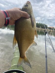 Common Bream