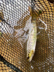 Brown Trout