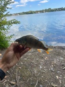 European Perch
