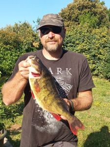 European Perch