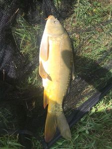 Leather Carp