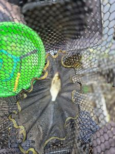 White bream