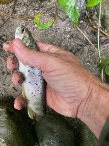 Brown Trout