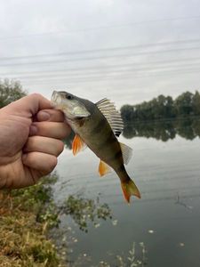 European Perch