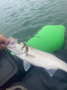 European Bass (Seabass)