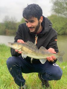 Zander