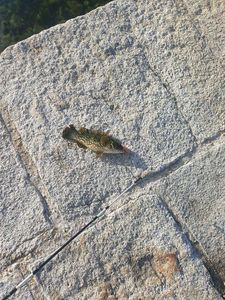 Ballan Wrasse