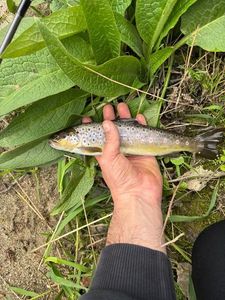 Brown Trout