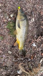 Common Carp