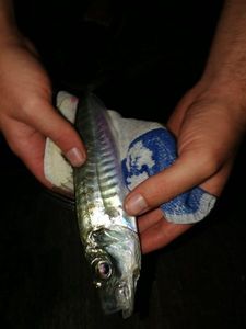 Mackerel
