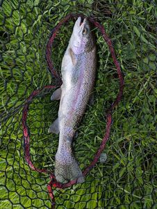 Rainbow Trout