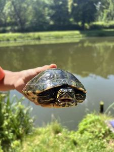 Red-Eared Slider