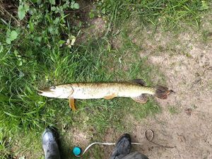 Northern Pike