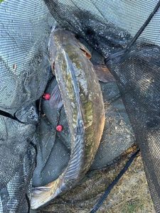 Leather Carp