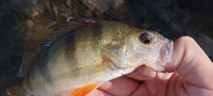 European Perch