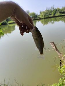 Largemouth Bass