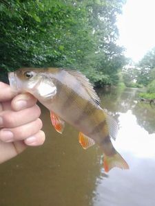 European Perch