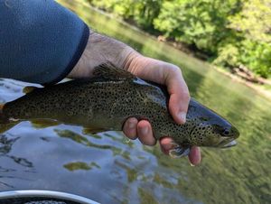 Brown Trout
