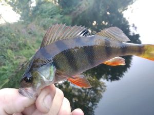 European Perch