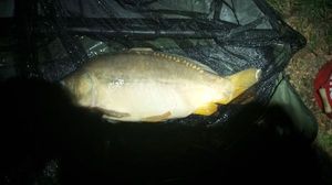 Mirror Carp