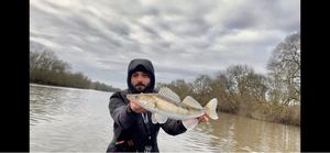 Zander