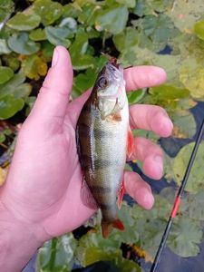 European Perch