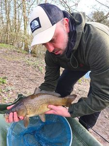 Common Carp