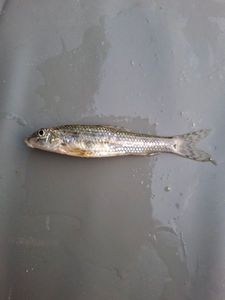 Gudgeon