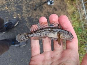 Round Goby