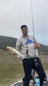 Zander