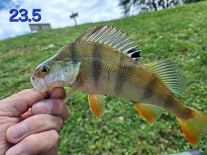 European Perch