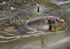 Common Carp