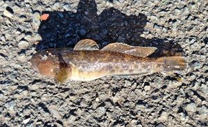 Round Goby