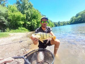 European Perch
