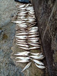 Whiting