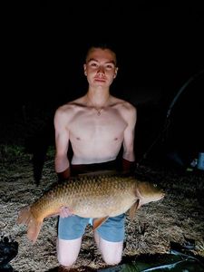 Common Carp