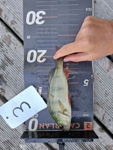 European Perch