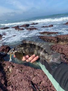 Ballan Wrasse