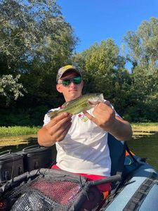Largemouth Bass