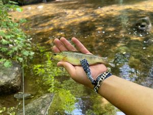 Brown Trout