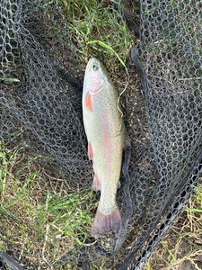 Rainbow Trout