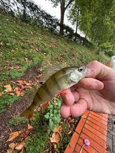 European Perch