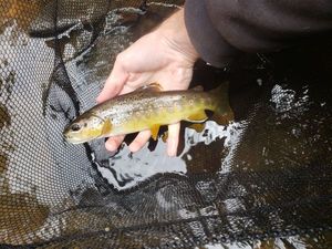 Brown Trout