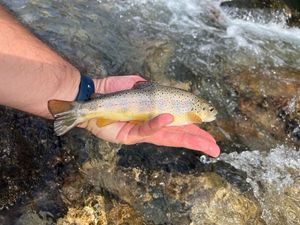 Brown Trout