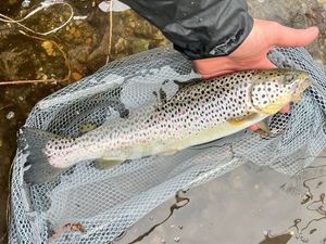 Brown Trout