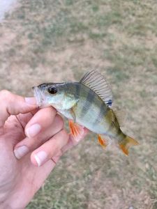 European Perch