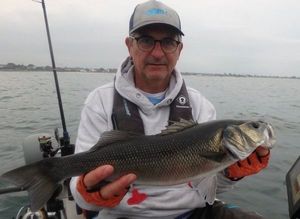 European Bass (Seabass)