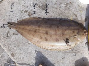 Sole